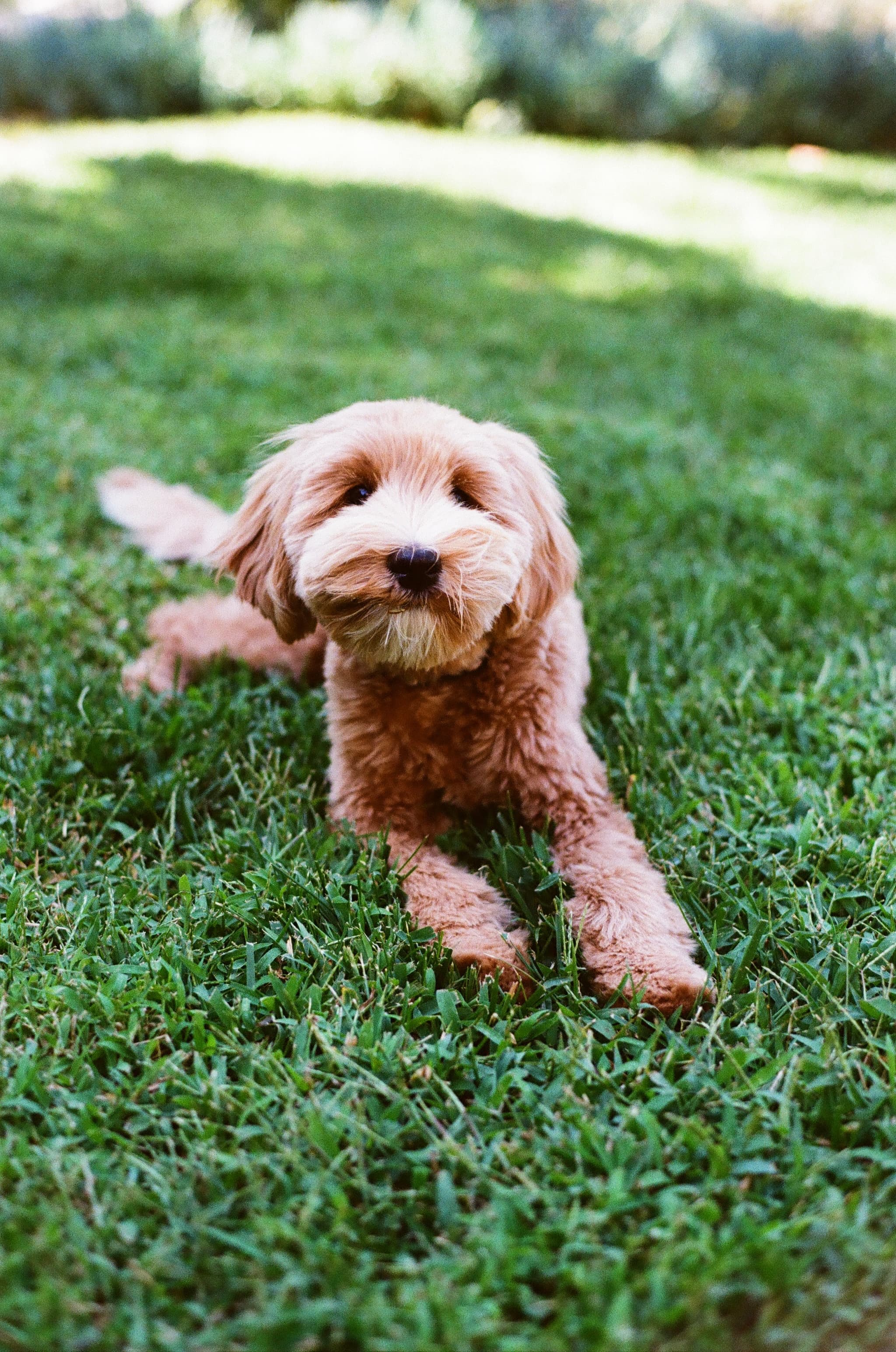 Charlie the goldendoodle